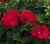 Pelargonia Rabatowa Czerwona Fernando P9