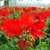 Pelargonia Rabatowa Czerwona Fernando P9