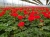 Pelargonia Rabatowa Czerwona Fernando P9