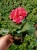 Pelargonia Rabatowa Nightdancer Hot Coral p9