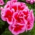 Pelargonia Calliope ROSE SPLASH p9