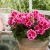 Pelargonia Calliope ROSE SPLASH p9