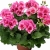 Pelargonia Calliope ROSE SPLASH p9
