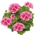Pelargonia Calliope ROSE SPLASH p9