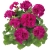 Pelargonia M Violet Calliope p9