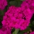 Pelargonia M Violet Calliope p9