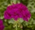 Pelargonia M Violet Calliope p9