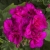 Pelargonia M Violet Calliope p9