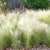Stipa tenuissima 'Pony Tails'