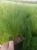 Stipa tenuissima 'Pony Tails'