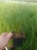 Stipa tenuissima 'Pony Tails'