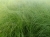 Stipa tenuissima 'Pony Tails'