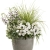 Niecierpek Sunpatiens Vigorous Clear White