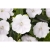 Niecierpek Sunpatiens Vigorous Clear White