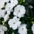 Niecierpek Sunpatiens Vigorous Clear White