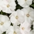 Niecierpek Sunpatiens Vigorous Clear White