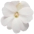 Niecierpek Sunpatiens Vigorous Clear White
