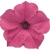Supertunia Vista Fuchsia P9
