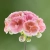 Pelargonia Zonale - Rosebud Astrid P9