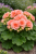 Pelargonia Zonale - Rosebud Astrid P9
