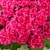 Pelargonia Pretty Little Pink Splash P9