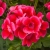 Pelargonia Pretty Little Pink Splash P9