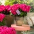 Pelargonia Pretty Little Pink Splash P9