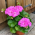 Pelargonia rabatowa Lavina P9