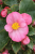 Begonia semperflorens Super Cool PINK