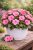 Niecierpek Sunpatiens Vigorous Rose Pink