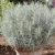 Kocanka helichrysum Curry Plant Silvery White