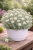 Kocanka helichrysum Curry Plant Silvery White