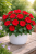 Niecierpek Sunpatiens ColorPower Deep Red