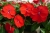 Niecierpek Sunpatiens ColorPower Deep Red