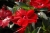 Niecierpek Sunpatiens ColorPower Deep Red