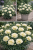 Goździk Dianthus Diantica Soft Cream