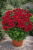 Pelargonia Candy Flower Bright Red P9