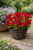 Pelargonia Candy Flower Bright Red P9