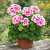 Pelargonia Candy Flower Bicolor P9