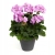 Pelargonia Rabatowa Greta C12