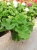 Pelargonia Rabatowa Greta C12