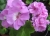 Pelargonia Rabatowa Greta C12