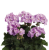 Pelargonia Rabatowa Greta C12