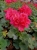 Pelargonia Rabatowa Nightdancer Hot Coral C12