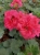 Pelargonia Rabatowa Nightdancer Hot Coral C12