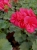 Pelargonia Rabatowa Nightdancer Hot Coral C12
