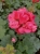 Pelargonia Rabatowa Nightdancer Hot Coral C12