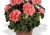 Pelargonia Rabatowa NIGHTDANCER SALMON C12