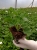 Pelargonia Rabatowa NIGHTDANCER SALMON C12