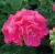 Pelargonia rabatowa Lola P9
